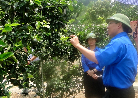 Thăm mô hình phát triển kinh tế trồng cam sành của ĐVTN xã Trung Thành, huyện Bắc Quang